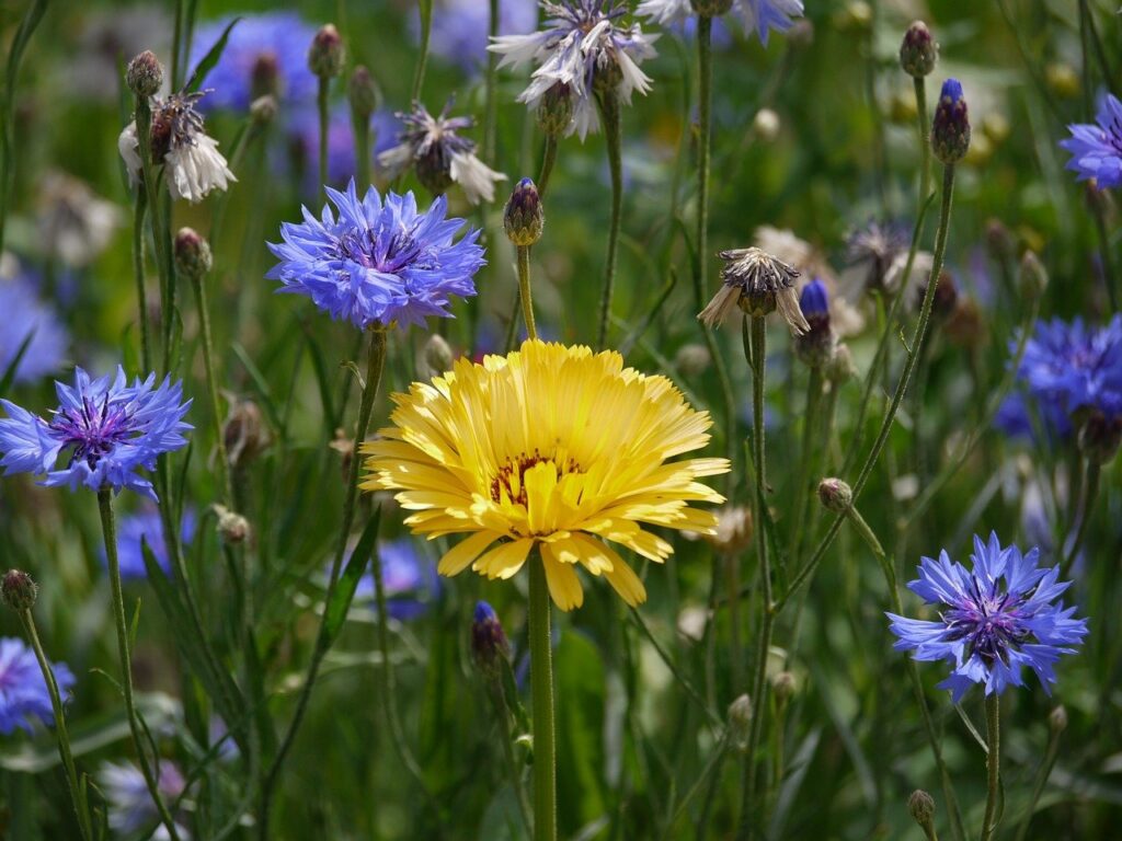 marigold, cornflowers, sunny