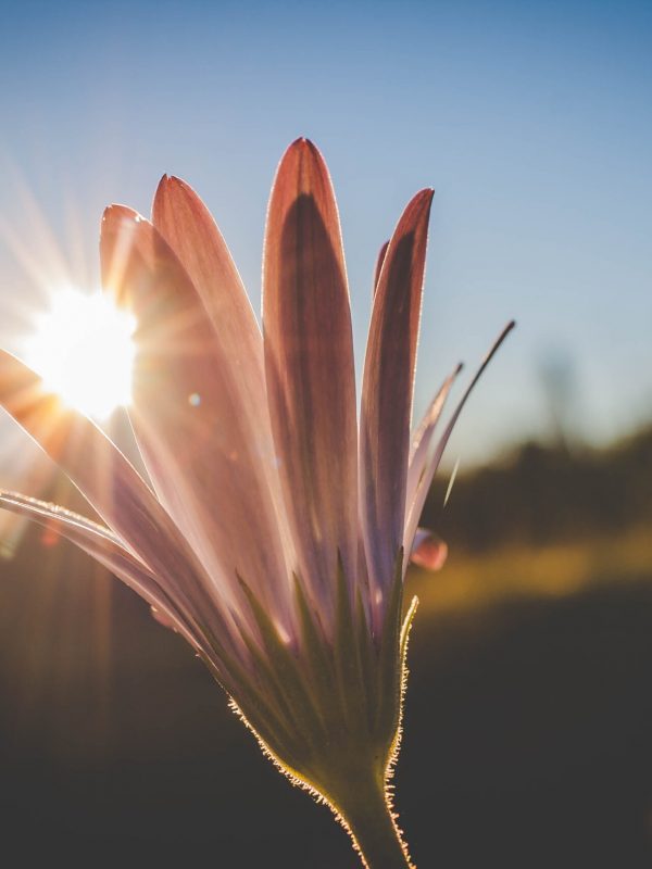 Canva - Pink Flowers With Sunlight